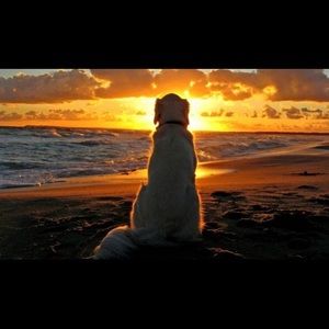 Meet your Posher, Frank